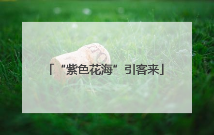 “紫色花海”引客来
