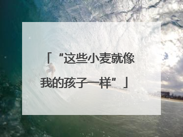 “这些小麦就像我的孩子一样”