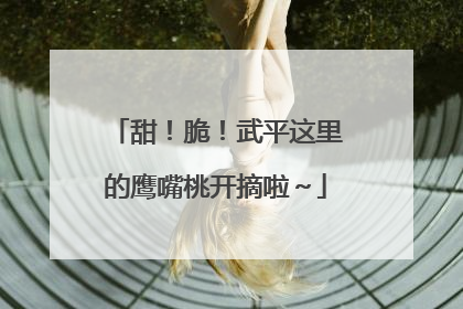 甜！脆！武平这里的鹰嘴桃开摘啦～
