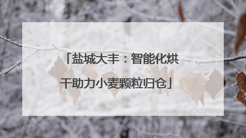 盐城大丰：智能化烘干助力小麦颗粒归仓