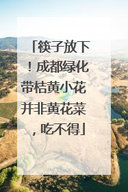 筷子放下！成都绿化带桔黄小花并非黄花菜，吃不得
