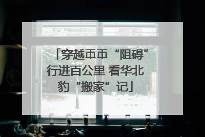穿越重重“阻碍”行进百公里 看华北豹“搬家”记