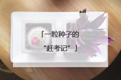 一粒种子的“赶考记”