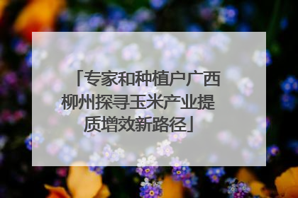 专家和种植户广西柳州探寻玉米产业提质增效新路径