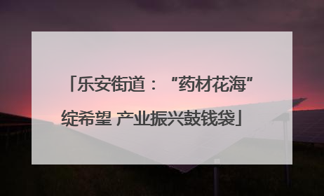 乐安街道：“药材花海”绽希望 产业振兴鼓钱袋