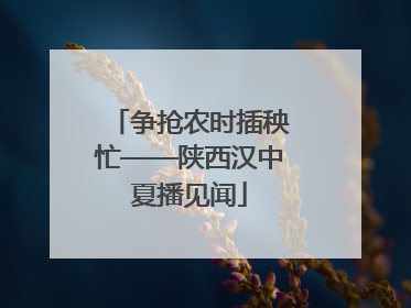 争抢农时插秧忙——陕西汉中夏播见闻