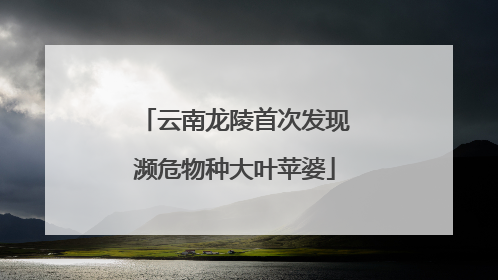 云南龙陵首次发现濒危物种大叶苹婆