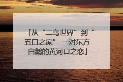 从“二鸟世界”到“五口之家” 一对东方白鹳的黄河口之恋