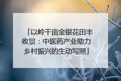 以岭千亩金银花田丰收景：中医药产业助力乡村振兴的生动写照