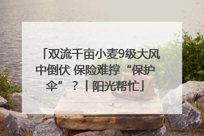 双流千亩小麦9级大风中倒伏 保险难撑“保护伞”？丨阳光帮忙