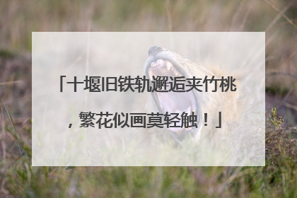 十堰旧铁轨邂逅夹竹桃，繁花似画莫轻触！