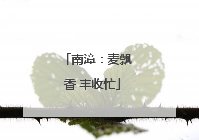 南漳：麦飘香 丰收忙