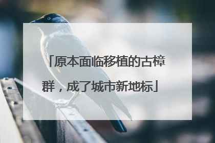 原本面临移植的古樟群，成了城市新地标