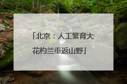 北京：人工繁育大花杓兰重返山野