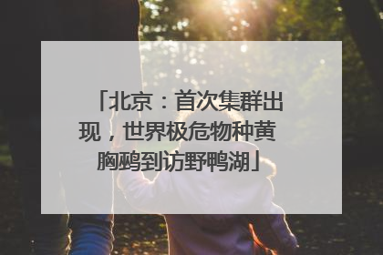 北京：首次集群出现，世界极危物种黄胸鹀到访野鸭湖