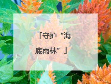 守护“海底雨林”