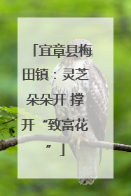 宜章县梅田镇：灵芝朵朵开 撑开“致富花”