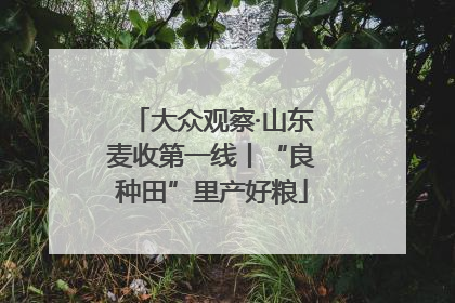 大众观察·山东麦收第一线丨“良种田”里产好粮