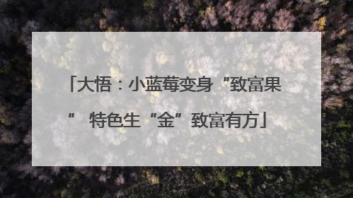 大悟：小蓝莓变身“致富果” 特色生“金”致富有方