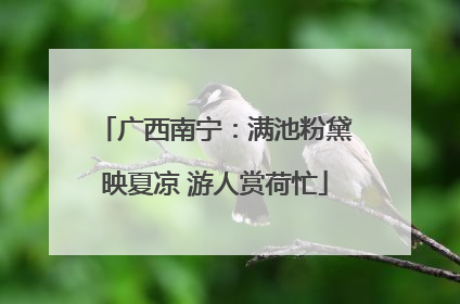 广西南宁：满池粉黛映夏凉 游人赏荷忙