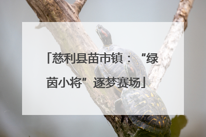 慈利县苗市镇：“绿茵小将”逐梦赛场