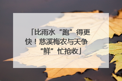 比雨水“跑”得更快！慈溪梅农与天争“鲜”忙抢收