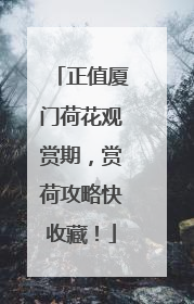 正值厦门荷花观赏期，赏荷攻略快收藏！