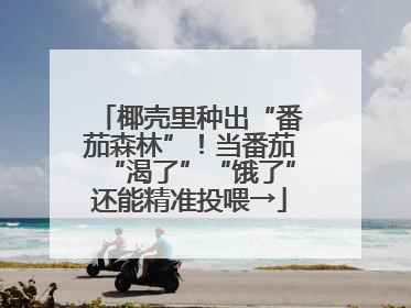椰壳里种出“番茄森林”！当番茄“渴了”“饿了”还能精准投喂→