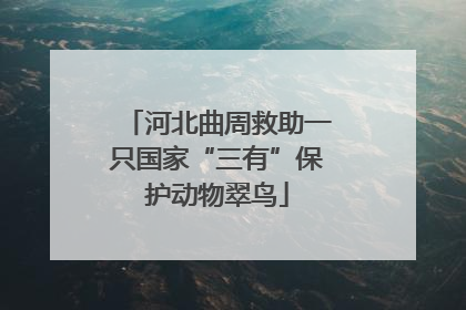 河北曲周救助一只国家“三有”保护动物翠鸟