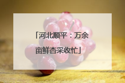 河北顺平：万余亩鲜杏采收忙