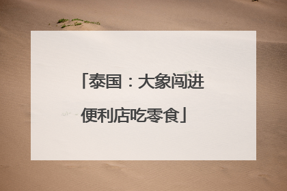 泰国：大象闯进便利店吃零食