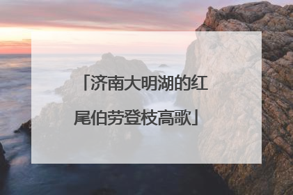 济南大明湖的红尾伯劳登枝高歌