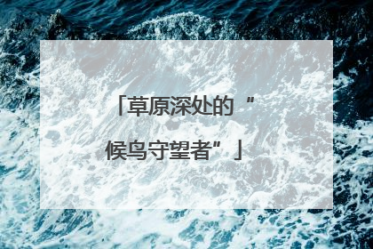 草原深处的“候鸟守望者”