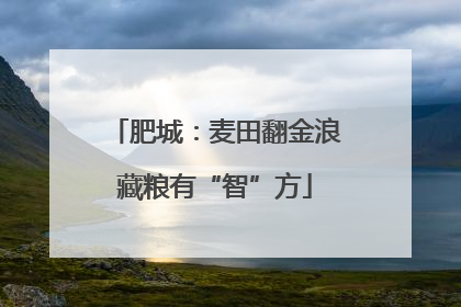 肥城：麦田翻金浪藏粮有“智”方