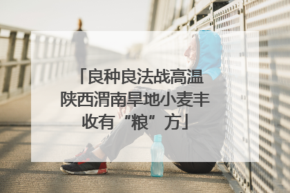良种良法战高温 陕西渭南旱地小麦丰收有“粮”方