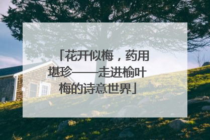 花开似梅，药用堪珍——走进榆叶梅的诗意世界