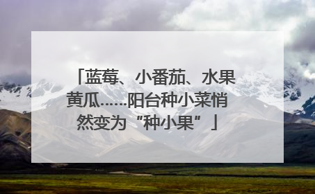 蓝莓、小番茄、水果黄瓜……阳台种小菜悄然变为“种小果”
