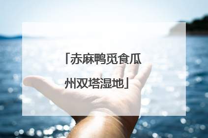赤麻鸭觅食瓜州双塔湿地