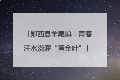 郧西县羊尾镇：青春汗水浇灌“黄金叶”