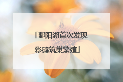 鄱阳湖首次发现彩鹮筑巢繁殖