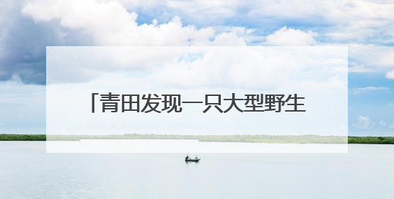 青田发现一只大型野生鼋 目测有六七十斤重
