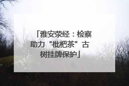 雅安荥经：检察助力“枇杷茶”古树挂牌保护