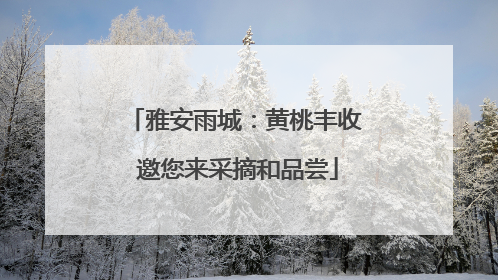 雅安雨城：黄桃丰收 邀您来采摘和品尝