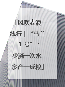 风吹麦浪一线行｜“马兰 1 号”：少浇一次水 多产一成粮