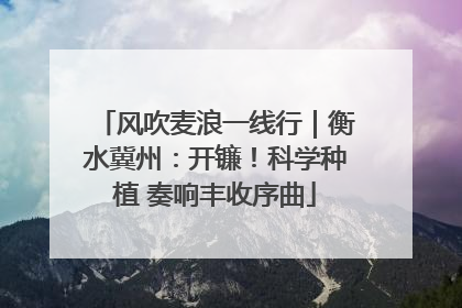 风吹麦浪一线行｜衡水冀州：开镰！科学种植 奏响丰收序曲