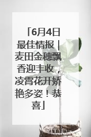6月4日最佳情报｜麦田金穗飘香迎丰收，凌霄花开娇艳多姿！恭喜
